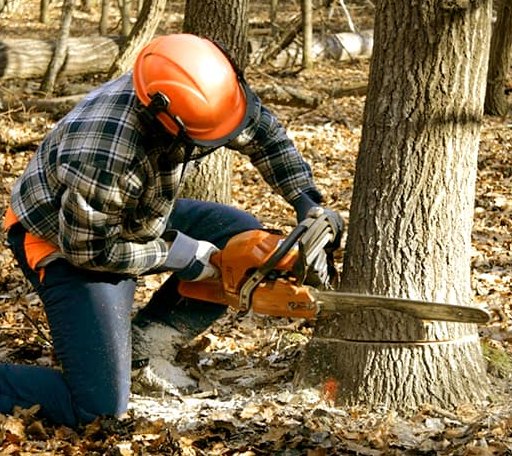 Tree Removal in Colfax, ND